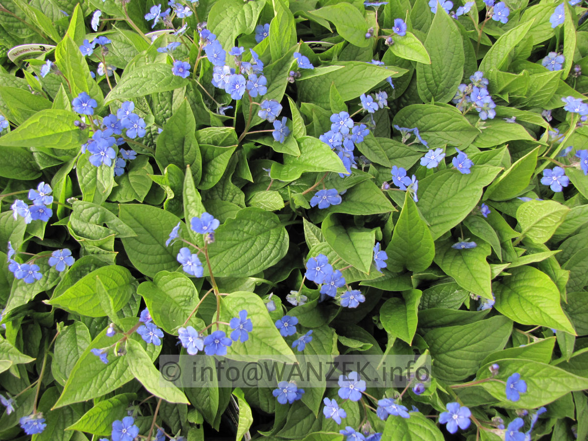Omphalodes verna bluehende Gruppe.JPG